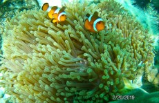 coralreef nemo Ko Lipe