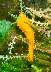 coralreef seahorse Malysia