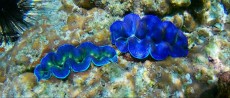 coralreef skoljka Ko Lipe coralreef skoljka Ko Lipe