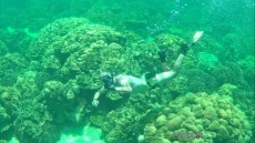 coralreef snorkeling Ko Lipe