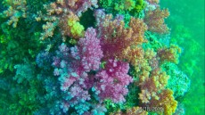 coralreef strong current