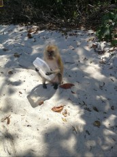 izlet danger monkey Ko Lipe izlet danger monkey Ko Lipe