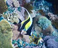 FISH GILI TRAWANGAN1