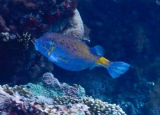 FISH GILI TRAWANGAN2