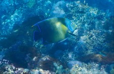 FISH GILI TRAWANGAN3