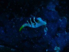 FISH GILI TRAWANGAN4