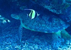 FISH GILI TRAWANGAN8