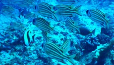 FISH GILI TRAWANGAN 10