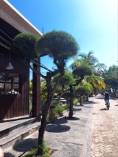 GILI TRAWANGAN BEACH17