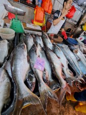 KUALA LUMPUR CHOW KID MARKET18
