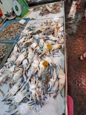 KUALA LUMPUR CHOW KID MARKET20