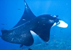 MANTA NUSA PENIDA1