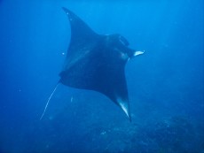 MANTA NUSA PENIDA
