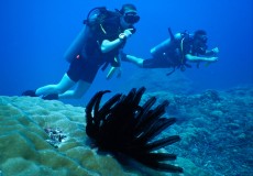 MORSKA LILIJA GILI TRAWANGAN2