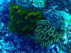 MORSKA LILIJA GILI TRAWANGAN