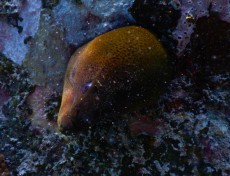 MURENA GILI TRAWANGAN