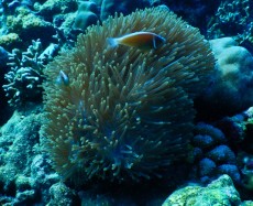 NEMO GILI TRAWANGAN1