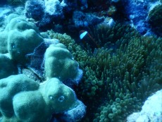 NEMO GILI TRAWANGAN3