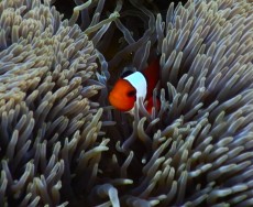 NEMO GILI TRAWANGAN5