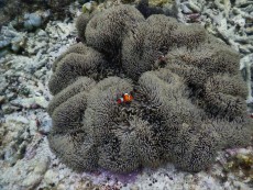 NEMO GILI TRAWANGAN 6