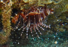 PLAMENKA GILI TRAWANGAN