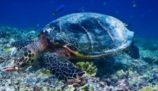 TURTLE GILI TRAWANGAN15