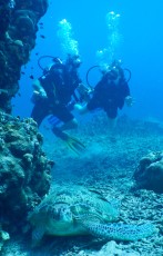 TURTLE GILI TRAWANGAN19
