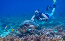 TURTLE GILI TRAWANGAN21