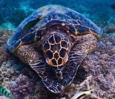 TURTLE GILI TRAWANGAN22