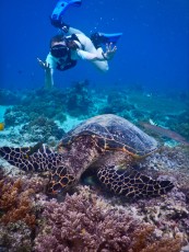 TURTLE GILI TRAWANGAN23