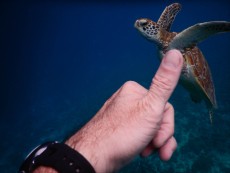 TURTLE GILI TRAWANGAN25