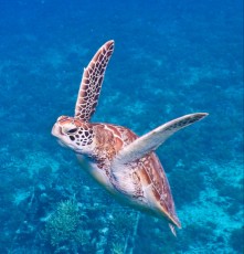 TURTLE GILI TRAWANGAN26