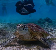 TURTLE GILI TRAWANGAN27