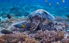 TURTLE GILI TRAWANGAN29