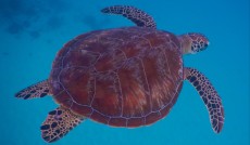 TURTLE GILI TRAWANGAN5