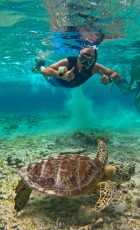 TURTLE GILI TRAWANGAN7