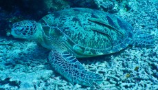 TURTLE GILI TRAWANGAN81