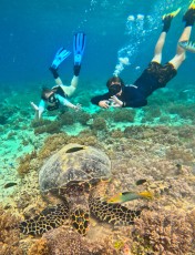 TURTLE GILI TRAWANGAN8