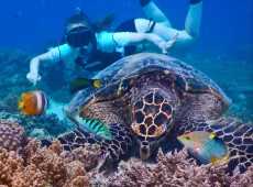 TURTLE GILI TRAWANGAN