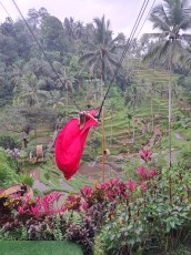 UBUD BALI SWING