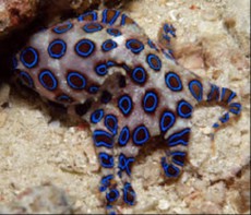 Hapalochlaena maculosa Hapalochlaena maculosa