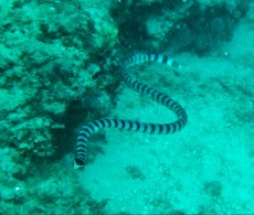 KACA - Laticauda colubrina KACA - Laticauda colubrina