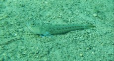 MORSKI ZMAJ - Trachinus draco MORSKI ZMAJ - Trachinus draco