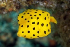boxfish boxfish