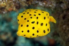 boxfish