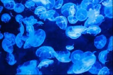 meduza meduza