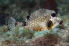 trunkfish trunkfish