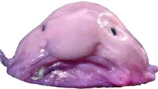 blobfish