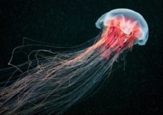 najvecja meduza na svetu najvecja meduza na svetu