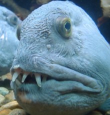 ostrigar ostrigar